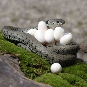 Grass / Ringed Snake - at nest with eggs. Alsace. France