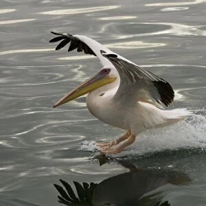 Great White Pelican - Landing on water near Walvis Bay Namibia, Namibia. Africa