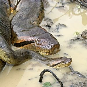 Green Anaconda - mating, with 3 males, not all visible, shows sexual dimorphism