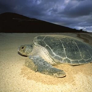 Green sea turtle - nesting female