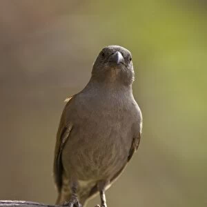 Grey-headed Parrot-billed Sparrow Sarara Camp, Namunyak Conservancy, Northern Rangelands, Kenya