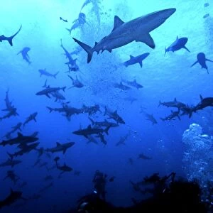 Grey Reef Sharks - These sharks live around coral reefs. They have been known to attack humans usually when there has been bait in the water. French Polynesia