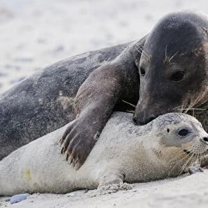 Grey seal - male and young on a beach. Helgoland - Germany
