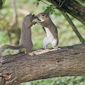 Grey Squirrels standing upright having a fight on branch Oxon UK