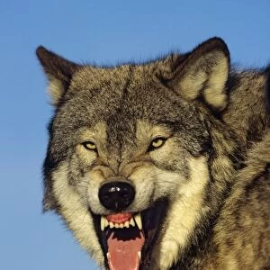 Grey wolf - snarling. Montana, North America
