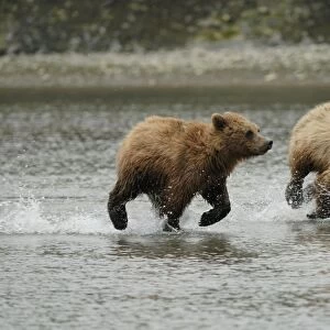 Grizzly Bear - young running in water. McNeil River sanctuary - Alaska - USA