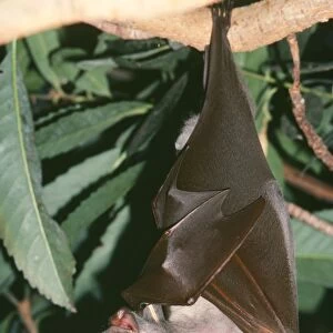 Hammerhead Fruit Bat Distribution: Gambia, Sudan, Zaire, North East Angola