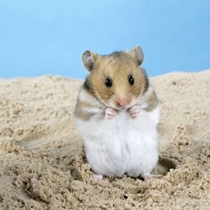 Hamster - Standing on hind legs (Manipulated Image - Stick removed)