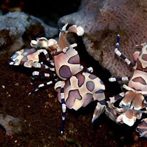Harlequin shrimp - This colorful shrimp preys upon several species of starfish. Usually found in pairs they eat the starfish leg by leg keeping their food source alive for as long as possible. Bali. Indonesia