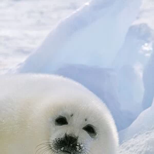 Harp Seal - pup