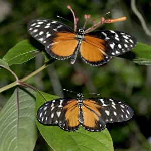 Hecales Longwing Butterfly courtship. Pungent odour given off from gland at tip of abdomen if disturbed. Larvae feed on Passifloraceae. Occurs in Central and South America from sea level to 1700m. The most widespread heliconian in Costa Rica