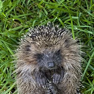 Hedgehog - rolled up