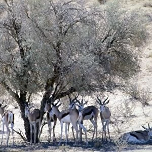 Herd of springbok resting in shade at midday. Wide habitat tolerance, inhabiting savanna to desert. Kgalagadi Transfrontier Park, Northern Cape, South Africa