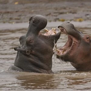 Hippopotamus Two fighting in water Maasai Mara, Africa