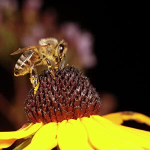 Honey Bee - feeding on Rudbekia flower in garden, Lower Saxony, Germany