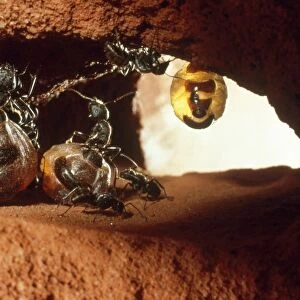 Honeypot Ants - replete, hanging from roof larder