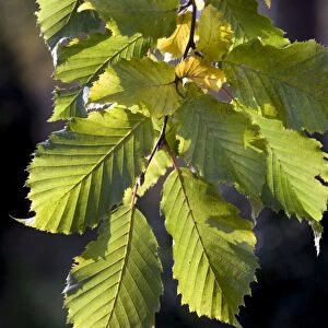 Hornbeam - leaves