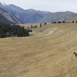 Horses, Tienschan mountain, Kazakhstan