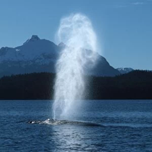 Humpback whale - Blow rises very high in the cold, still air of an October day in Southeast Alaska DB 388