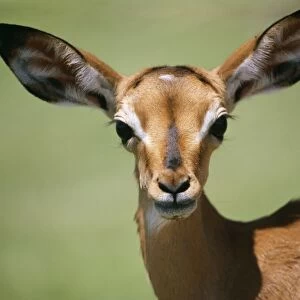 Impala Close-up of head