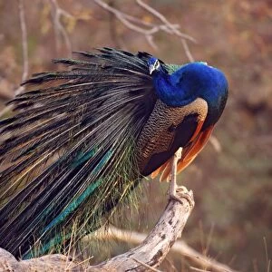 Indian Peacock - preening feathers, Ranthambhor National Park, India