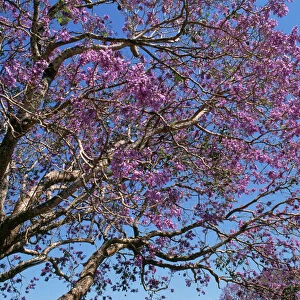 Jacaranda Tree - in bloom Australia