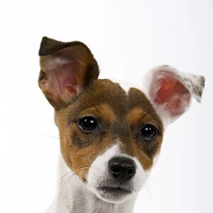 Jack Russell Dog - puppy (4 months)