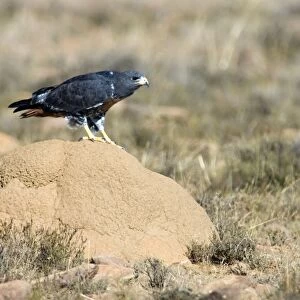 Jackal Buzzard using termite mound as viewpoint for hunting prey. Inhabits mountain ranges and adjacent grassland areas. Endemic to southern Africa. Mountain Zebra National Park, Eastern Cape, South Africa