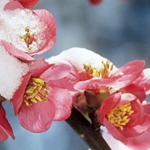 Japanese Quince - blossom in snow