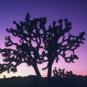 Joshua Tree - at sunset