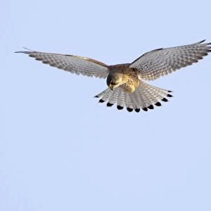 Kestrel - male in flight, hovering, Lower Saxony, Germany