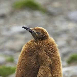 King Penguin - Large chick Aptenodytes patagonicus Fortuna Bay South Georgia BI008142