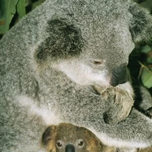 Koala PM 3455 With infant, Australia. Phascolaretos cinereus © Pat Morris / ARDEA LONDON