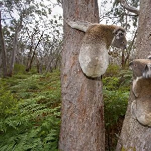 Koala - widenangle shot of two male Koalas clinging to two seperate trees having a discussion about territory borders and females. Bellows, grunts and screams are uttered to demonstrate dominance - Otway National Park, Victoria, Australia