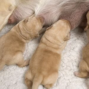 Labrador -young puppies suckling