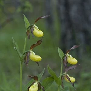 Lady's slipper orchids. Very rare in UK