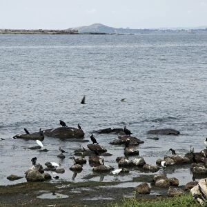 Lake Victoria, Uganda, Africa - shore birds, mostly fish-eating