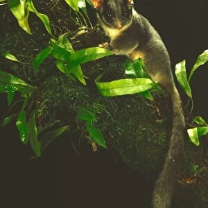 Leadbeater's Possum - Endangered (IUCN Red List). Central Highlands, Victoria, Australia