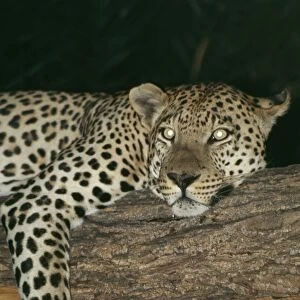 Leopard Resting in tree at night, showing reflective eye shine