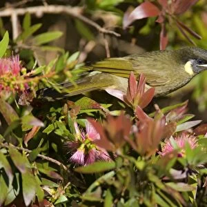 Lewin's Honeyeater - adult sits on a Bottle Brush bush about to suck nectar from the blossoms - Lamington National Park, Central Eastern Australian Rainforest World Heritage Area, Queensland, Australia