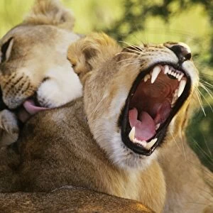 Lion - yawning Botswana, Africa