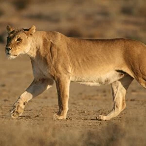 Lioness - on the prowl, Kgalagadi Transfrontier Park, South Africa