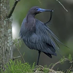 Little Blue Heron In tree - Louisiana, USA - Slate blue overall - In high breeding plumage head and neck become reddish-purple - Slow methodical feeders in freshwater ponds-lakes and marshes
