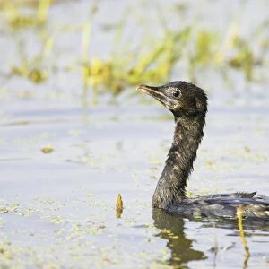 Little Cormorant - swimming - Keoladeo Ghana National Park - Bharatpur - Rajasthan - India BI018137