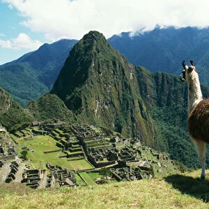 Llama FG 8898 Photographed at Machu Picchu, Peru. Lama glama © Francois Gohier / ARDEA LONDON