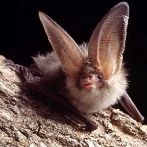 Tree Bat