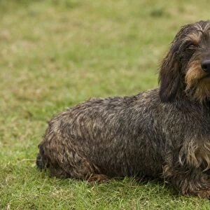 Long-Haired Dachshund / Teckel Dog. Also known as Doxie / Doxies in the US