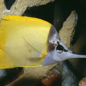 Longo's / Forceps / Long-nosed / Long Nosed Butterfly Fish