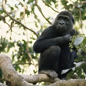 Lowland Gorilla - feeding Gambia, Western Africa