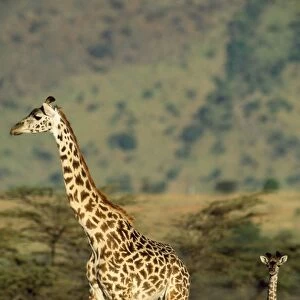Maasai Giraffe Maasai Mara, Kenya, Africa